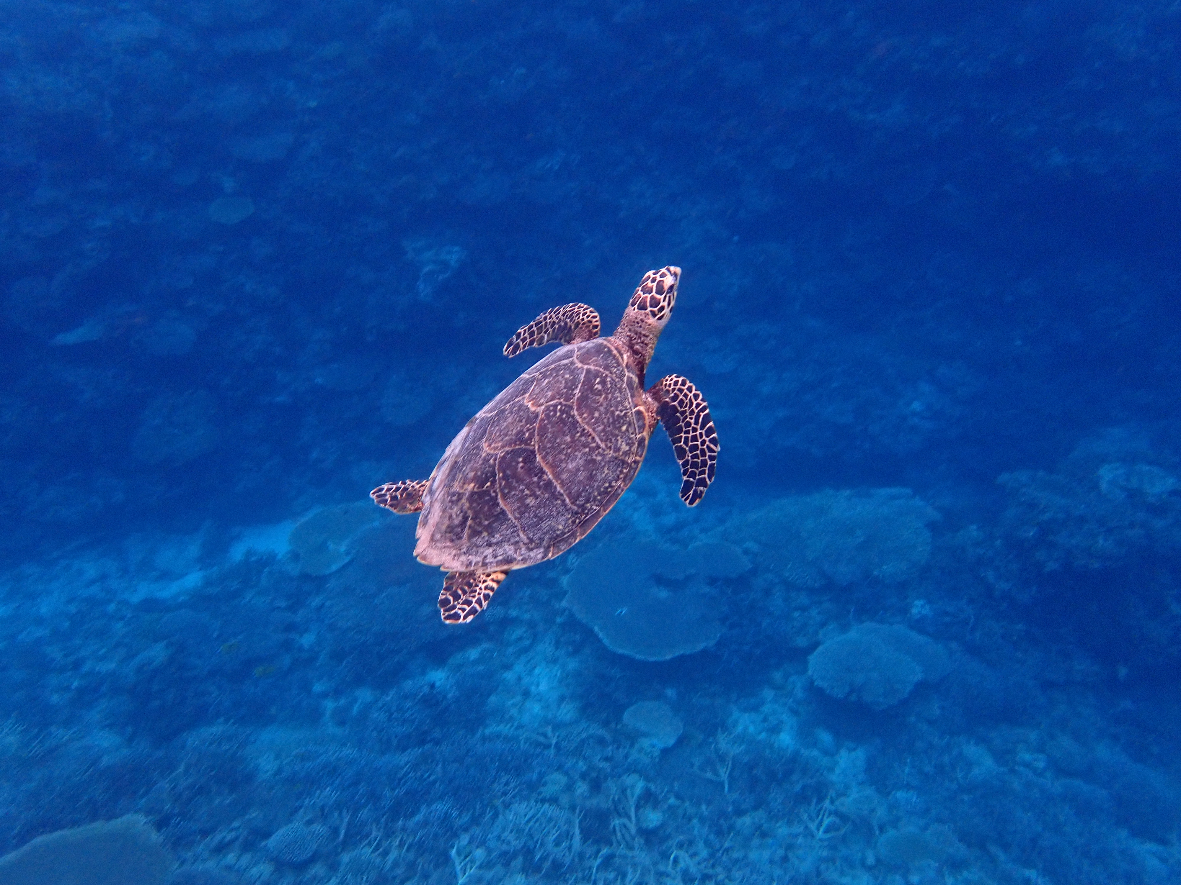 ウミガメ