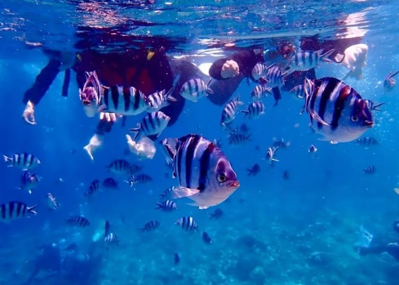 チービシでシュノーケリング中に群がる熱帯魚