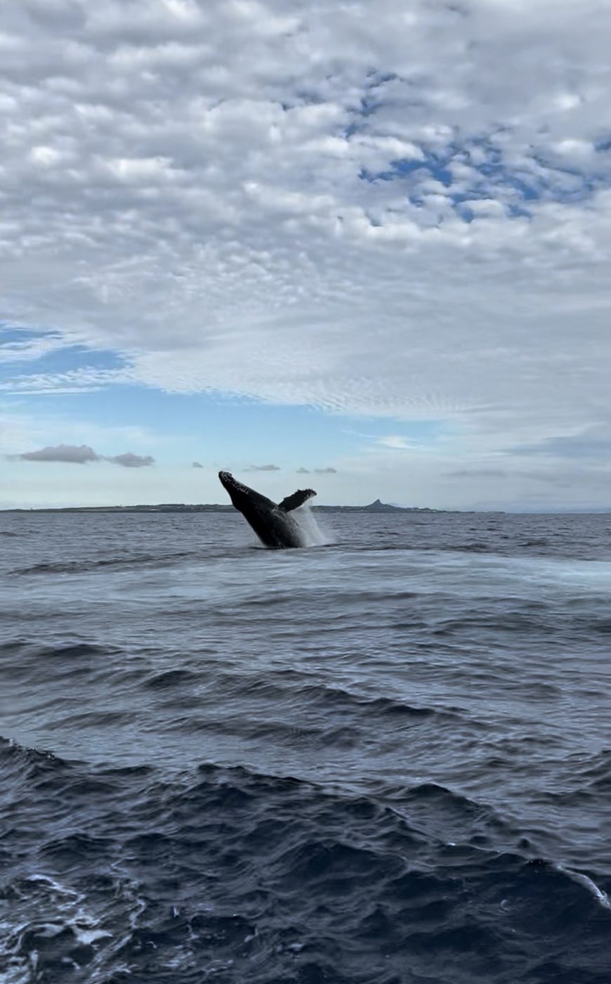 ブリーチングするザトウクジラ