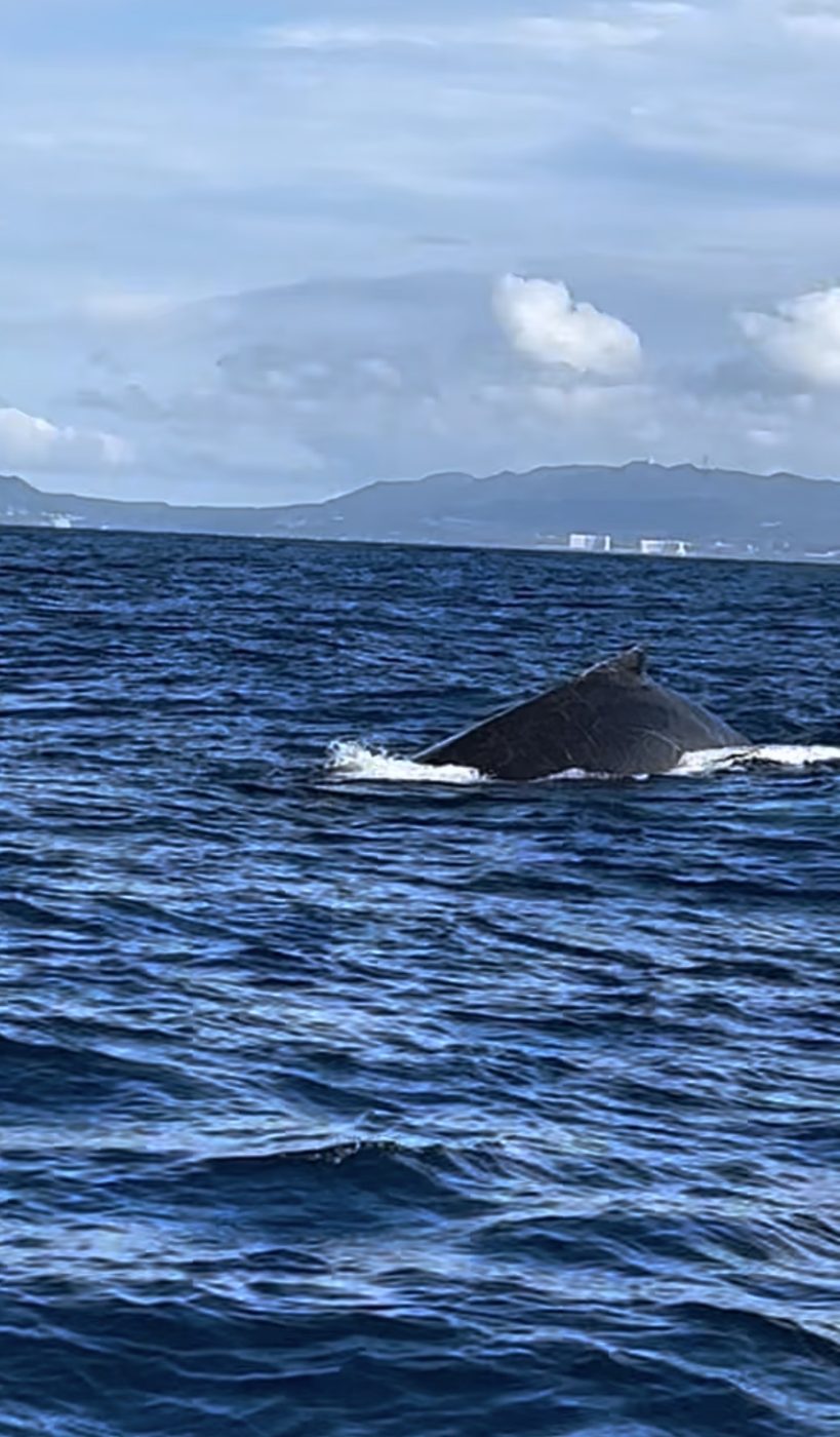 沖縄本島を背景に浮上するザトウクジラの背中
