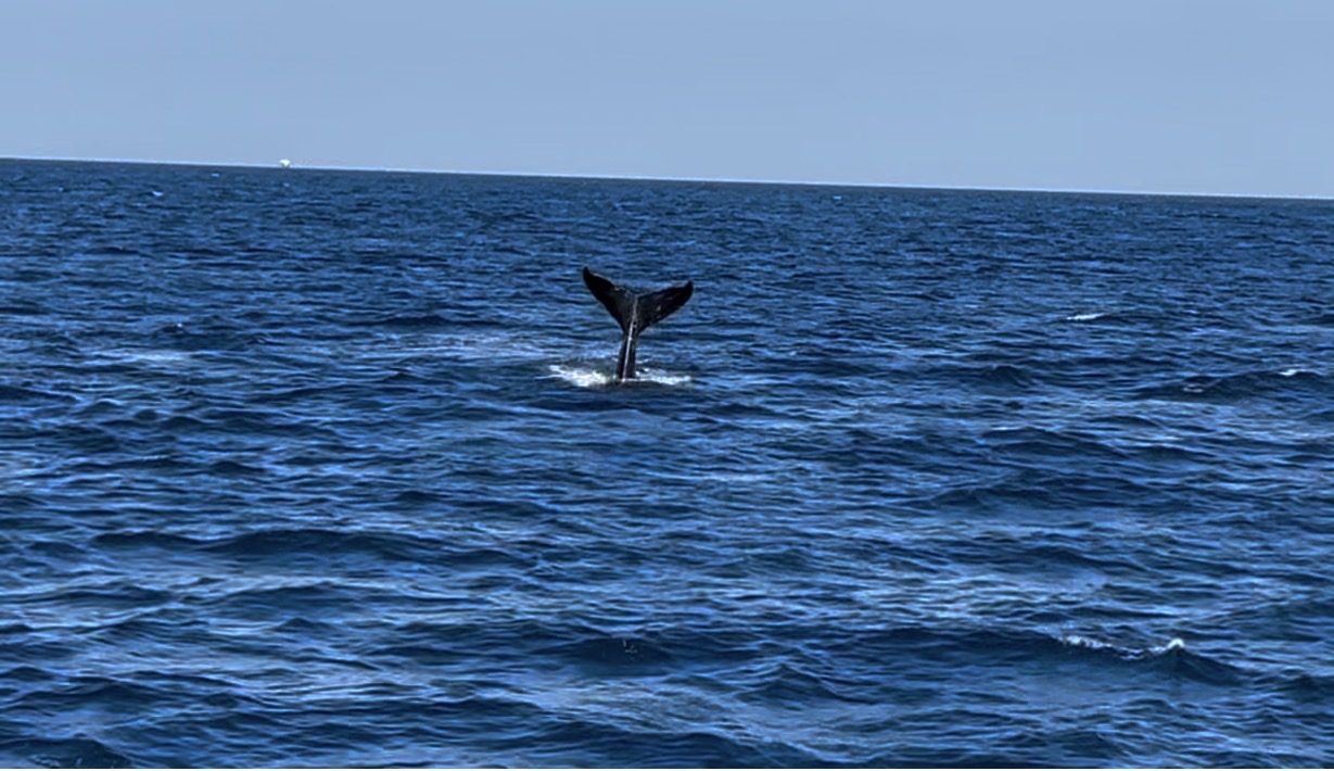 海面に尾びれを上げるザトウクジラ