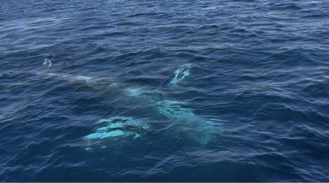 船のすぐ近くを泳ぐザトウクジラ