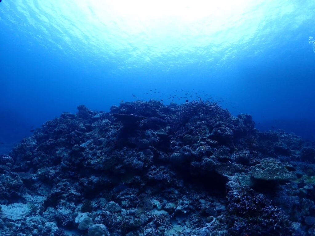 沖縄の海でのOWダイビング実習